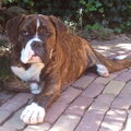 Old English Bulldog