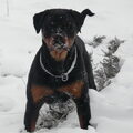 Rottweiler