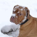 Bordeauxdog