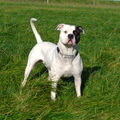 Amerikaanse Bulldog