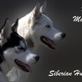 Siberische Husky