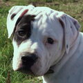Amerikaanse Bulldog