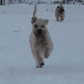Irish Softcoated Wheaten Terriër