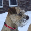 Border Terrier