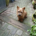 Norwich Terrier
