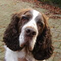 Engelse Springer Spaniel