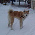 Akita Inu