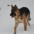 Duitse Herder