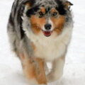 Australian Shepherd