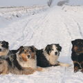Australian Shepherd