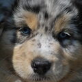 Australian Shepherd