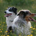 Australian Shepherd