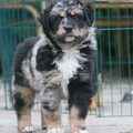 Australian Shepherd