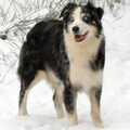 Australian Shepherd