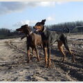 Dobermann