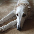 Barzoi