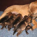 Border Terrier