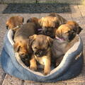 Border Terrier