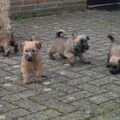 Irish Softcoated Wheaten Terriër