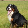 Berner Sennenhond
