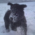 Pumi