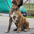 Fila Brasileiro