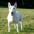 Bull Terrier