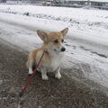 Welsh Corgi Pembroke
