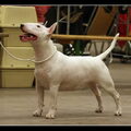 Bull Terrier