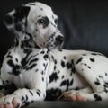 Dalmatische hond