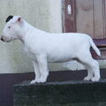 Bull Terrier