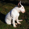 Bull Terrier