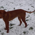 Vizsla (Hongaarse staande hond)