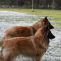 Tervuerense Herder