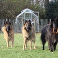 Tervuerense Herder