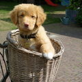 Nova Scotia Duck Tolling Retriever