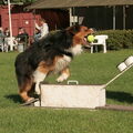 Australian Shepherd