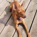 Dwergpinscher
