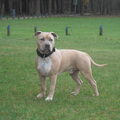 American Staffordshire Terrier