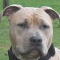 American Staffordshire Terrier