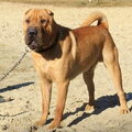 Shar Pei