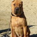 Shar Pei