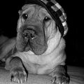 Shar Pei
