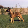 Mechelse Herder