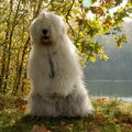 Old English Sheepdog