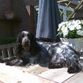 Engelse Cocker Spaniel