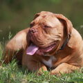 Bordeauxdog