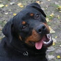 Rottweiler