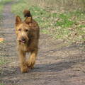Ierse Terrier