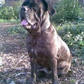 Cane Corso Italiano